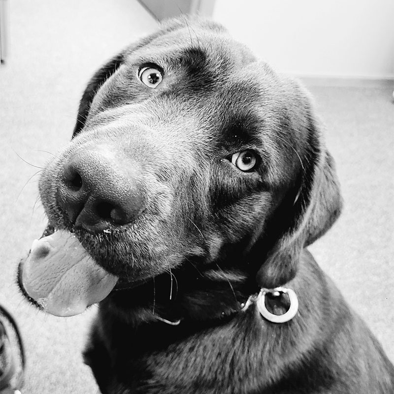 Moose